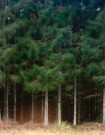Espen M. Behn - Foto - Skog thumbnail