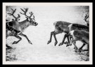 Per Heimly - Foto - På rømmen thumbnail