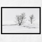 Per Heimly - Foto - Trees thumbnail