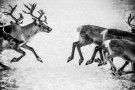 Per Heimly - Foto - På rømmen thumbnail