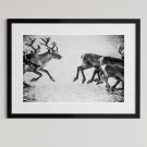 Per Heimly - Foto - På rømmen   thumbnail