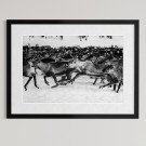 Per Heimly - Foto - En av flokken   thumbnail