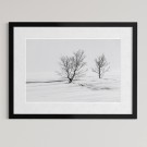 Per Heimly - Foto - Trees  thumbnail