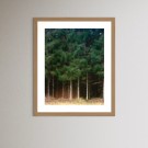 Espen M. Behn - Foto - Skog thumbnail