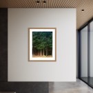 Espen M. Behn - Foto - Skog thumbnail