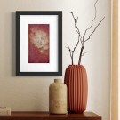 Maud Angelica Behn - Tåkets Kyss Rød thumbnail