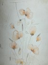 Anja Solvik - Valmuer thumbnail