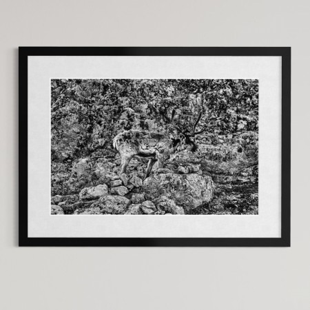 Per Heimly - Foto - Jotunreinen  