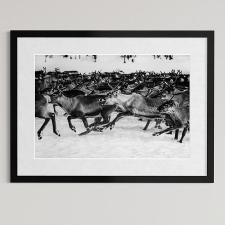 Per Heimly - Foto - En av flokken  