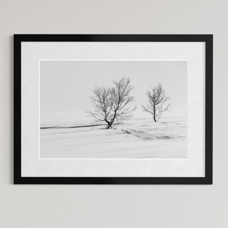 Per Heimly - Foto - Trees 