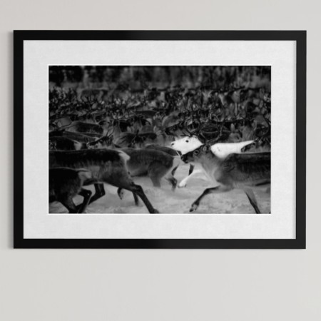 Per Heimly - Fotokunst - Den hvite reinen  